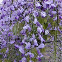 フジ,藤（ふじ）,鉢植え,お庭,今年もありがとうの画像