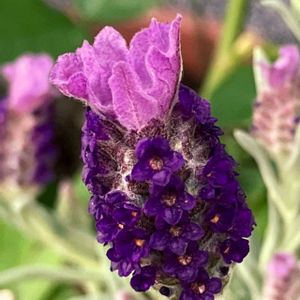 紫色の花,#ガーデニング,エクステリアの画像