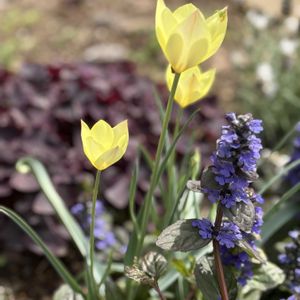 原種チューリップ,ナチュラルガーデン,ジャンクガーデン,花のある暮らし,緑のある暮らしの画像