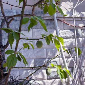 花のある暮らし,植物のある暮らし,多肉女子,4月,ばら バラ 薔薇の画像