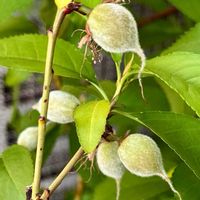 モモ,モモ,実生,ベランダ園芸,みしょり隊の画像