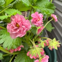 イチゴ,ワイルドストロベリー,イチゴ　キューピットドロップ,観賞用八重咲きイチゴ キューピットドロップ,耐寒性多年草の画像