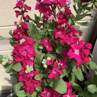 ストック,可愛い,和む,種蒔き,季節の花の画像