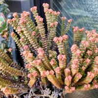 小米星,多肉植物,観葉植物,クラッスラ属,多肉植物とサボテンの画像