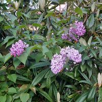 シモツケ の画像