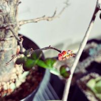 オペルクリカリア デカリー,オペルクリカリア デカリー,塊根植物,新芽,コーデックスの画像