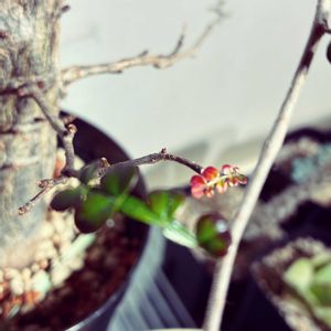 オペルクリカリア デカリー,オペルクリカリア デカリー,塊根植物,新芽,コーデックスの画像