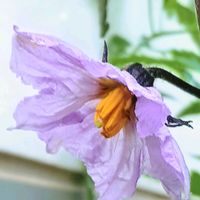 トマト,ナス,ナスの花,トマトの花,野菜の花の画像