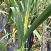 タケノコ,ニンニク,ニンニクの芽,俺のツマミ,家庭菜園奮闘日記の画像