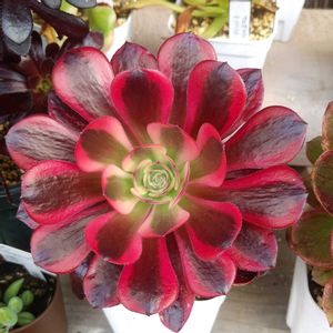 アエオニウム属 黒法師,アエオニウム メデューサ,アエオニウム　ピンクウィッチ,軒下の画像