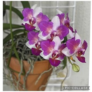 胡蝶蘭,Phal. Liu’s Berry ‘Trinity’  ファレノプシス リューズベリー 'トリニティー',リビング,洋ラン,トリラベロの画像