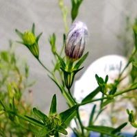 ニーレンベルギア,ティアレア ピンクスカイロケット,PWニーレンベルギアオーガスタ,蕊好き,金曜日の蕾たちの画像