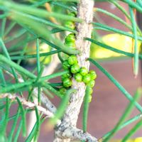 ブラシの木,カロタムス　ダスティグレー,ワンサイド・ボトルブラシ,オーストラリア,オージープランツの画像