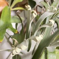 コウモリラン,ビカクシダ,ビカクシダ  ペガサスの画像