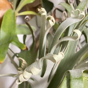 コウモリラン,ビカクシダ,ビカクシダ  ペガサスの画像