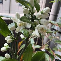 鉢植え,果樹栽培,ベランダの画像