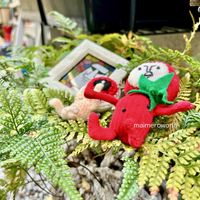 トキワシノブ,植物のある暮らし,イチゴマン,fukumomoさんありがとう❣️,けいこさんの編み編みオヤジさん♡の画像