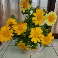 春菊,キッチンの画像