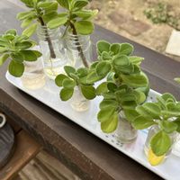 アロマティカス,ハーブ,いい香り,カラーリーフ,ハーブティーの画像