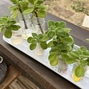 アロマティカス,ハーブ,いい香り,カラーリーフ,ハーブティーの画像