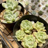 多肉植物,葉挿し,多肉植物のある暮らし,葉挿しっ子,小さな庭の画像