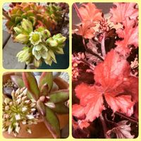 銘月,ヒューケラ, レディジア,フクシア・バレリーナ,多肉植物の画像