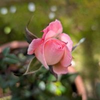 鉢植え,ガーデニング,GSのみなさんに感謝♡,バラのつぼみ,平和を願うの画像