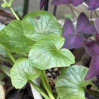 カルーナの画像