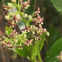 アオキ,ニオイスミレ,ジロボウエンゴサクの画像