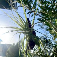 恵比寿笑い,パキポディウム　恵比寿大黒,チランジア・ガルドネリー,塊根植物,DAISOの画像