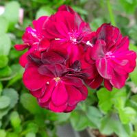 アイビーゼラニウム,記録用,ボルドー色が渋い,アイビーゼラニウム シビルシリーズ トミー,半日陰の庭の画像