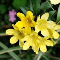 カロライナジャスミン,꒰ღ˘◡˘ற꒱かわゅ~,花のある暮らし,繋がりに感謝✨,幸せの黄色い花の画像