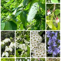 モッコウバラ,モミジ,レモン,ツキヌキニンドウ,イチイの画像