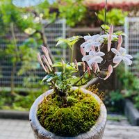 ハゴロモジャスミン,鉢植え,お花,ネコ好き,多肉好きの画像