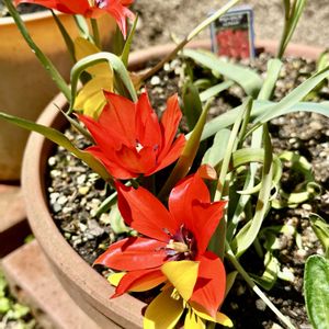 原種系ミニチューリップ,岐阜県,原種系チューリップ,多肉男子,岐阜の画像