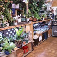 多肉植物,ウラボシ科,ビカクシダ属,食中植物,塊根の画像