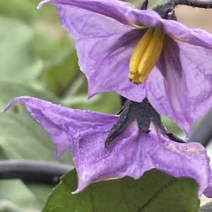 ナス,花壇,ガーデニング,野菜の花,自家製野菜の画像