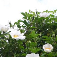 ナニワイバラ,花言葉,白い花,キュンキュン乙女倶楽部,金曜日の蕾たちの画像