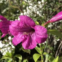 シジミバナ,ルエリア,ルエリア・マクランサ,蜆花（シジミバナ）,鉢植えの画像