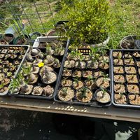 パキポディウム・グラキリス,アデニウム アラビカム,アデニウム オベスム,多肉植物,塊根植物の画像