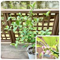 レモン,マイヤーレモン,マイヤーレモン,カボス,レモン ピンクレモネードの画像