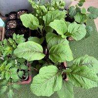 トマト,ナス,セロリ,エリシマム スプリングパーティー,きゅうりの画像