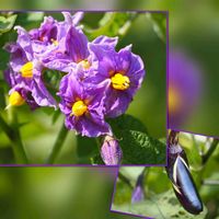 ナス,山椒,イチジク,ご近所さん,庭の花便りの画像