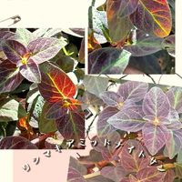 プリムラ,リシマキア,サラセニア、,サラセニア・プルプレア,リシマキア ミッドナイトサンの画像