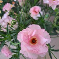 ラナンキュラス,ラナンキュラス　ラックス,ヴィーナス,ラナンキュラスラックス ヴィーナス,鉢植えの画像