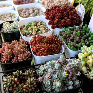 多肉植物,紅葉する多肉,もりもり多肉,緑のある暮らし,多肉の花芽の画像