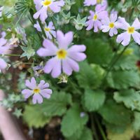 プリムラ マラコイデスの画像