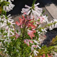 エリカ,歩くの大好き♡の画像