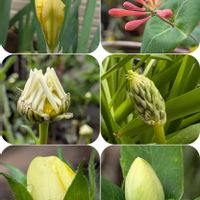 クリスマスローズ,ジャーマンアイリス,ツキヌキニンドウ,シラーベルビアナ,ツキヌキニンドウ (突貫忍冬)の画像