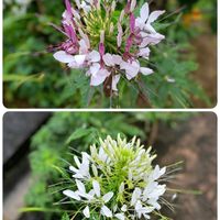 クレオメ,出かけ先の画像